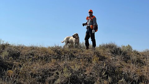 Sage Grouse #3