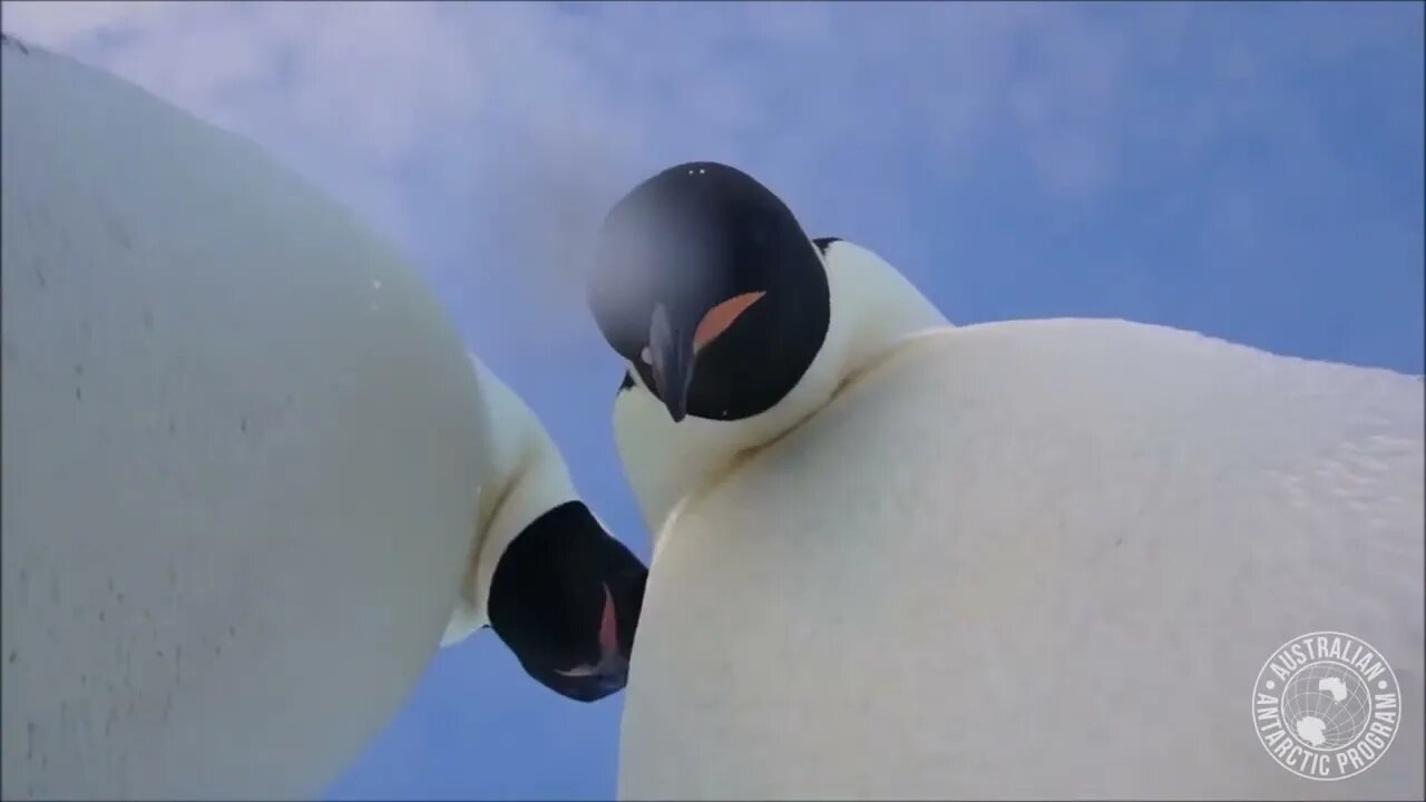 Emperor Penguins