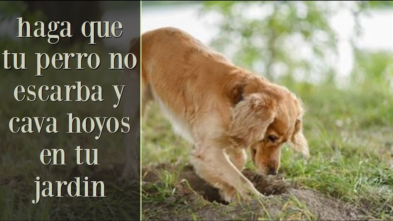 Que solución hay para que tu perro no escarba y cava hoyos en tu jardin? Cocker Spaniel