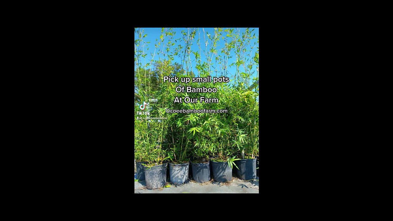 Bamboo Nursery Pick up Location Near Orlando- 407-777-4807 Ocoee Bamboo Farm
