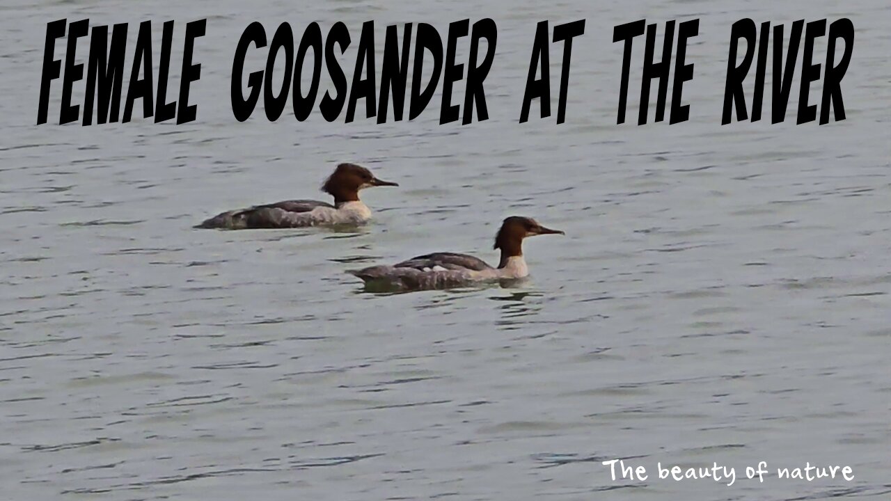 Two female common mergansers swimming in the river with light waves.