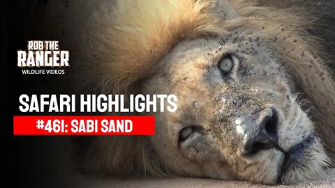 Safari Highlights #461: 17 - 22 February 2017 | Sabi Sand Nature Reserve | Latest Wildlife Sightings
