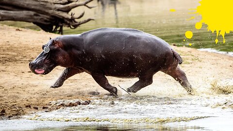 Hippos can run faster than us!