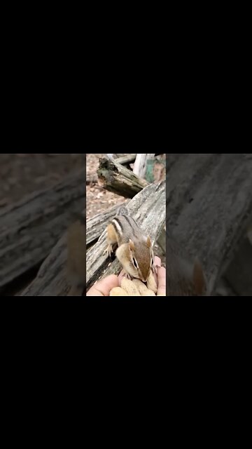 The squirrel serves his meal #squirrel #wildanimals #food