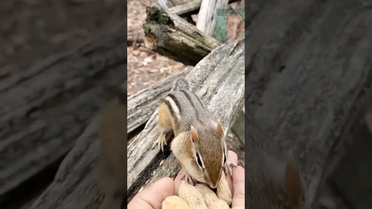 The squirrel serves his meal #squirrel #wildanimals #food