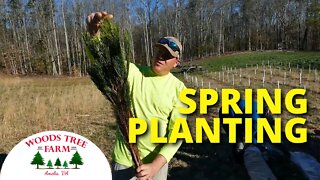 Planting White Pine & Austrian Pine for Christmas Trees