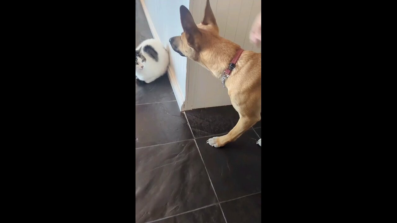 The dog is afraid of the cat funny