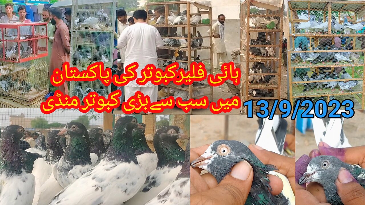 Kabootar Market Kallar Syedan | High Flyer Pigeons Market | 17/9/2023 | Latest Update Pigeons Price