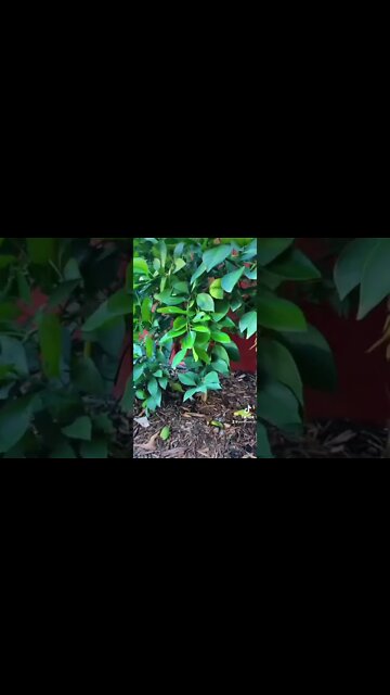 Citrus Tree Planted Inside My Greenhouse!!