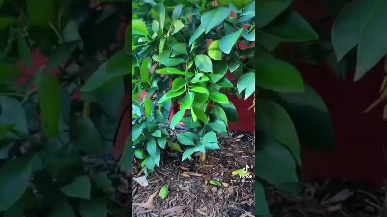 Citrus Tree Planted Inside My Greenhouse!!