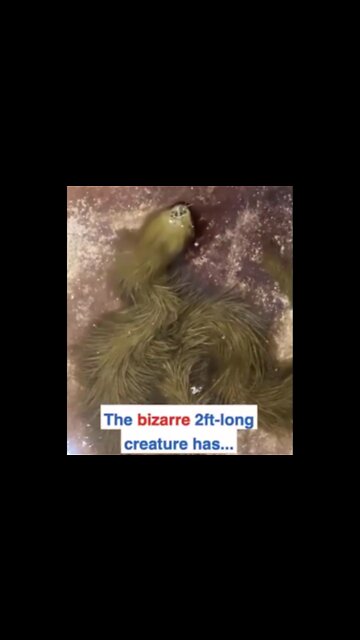 Unknown Alien Creature-FURRY SNAKE looking thing?!?!?! #UFO #Alien #ET #Disclosure 👉👉👉 Follow me