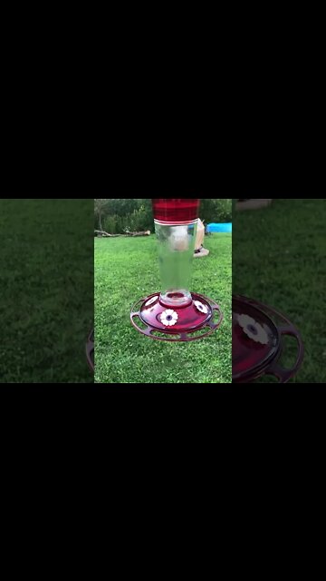 Rare Bird Sighting! #birds #funny