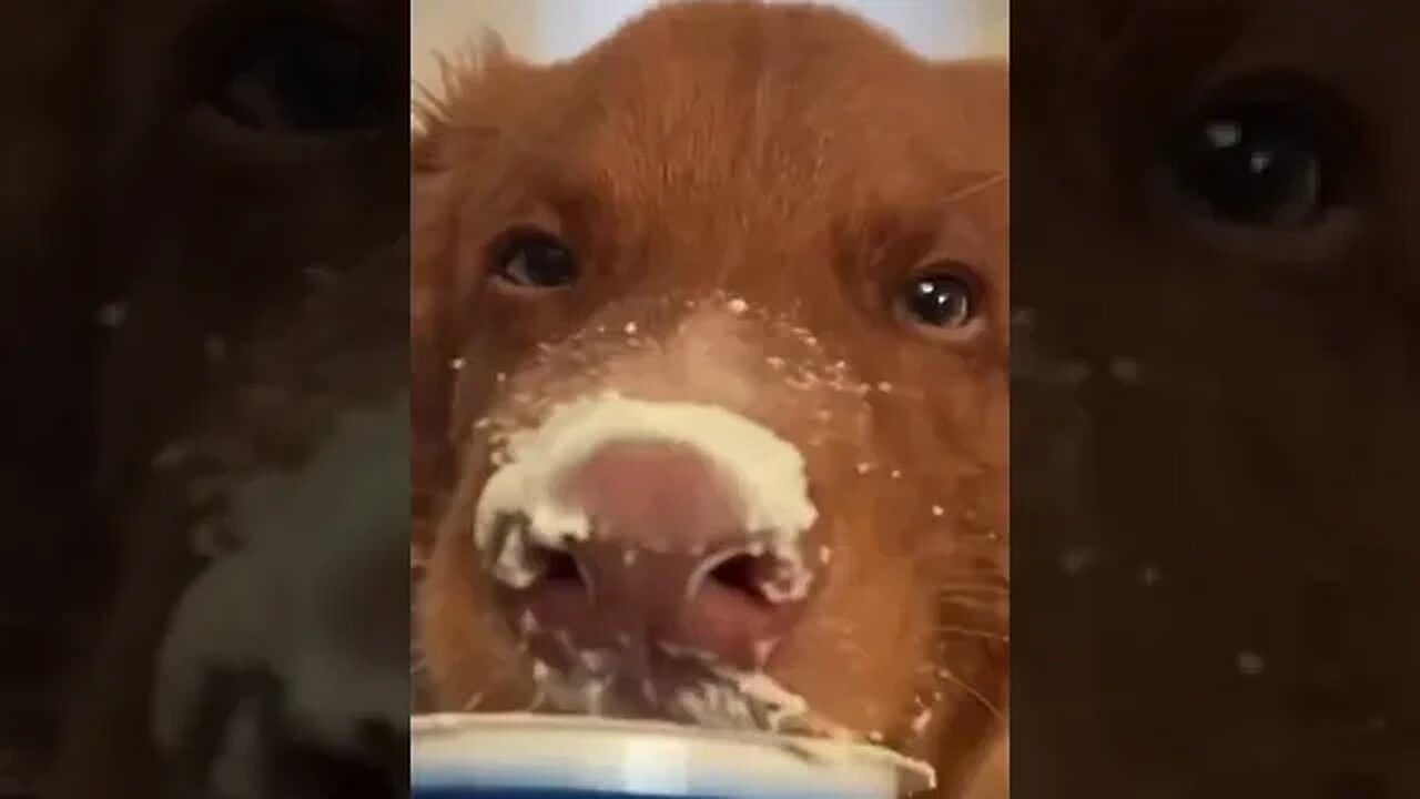 When You LOVE Ice Cream 😻 😻 😻 #dogeatdog #funnyvideo #viralshort