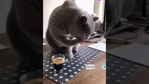 cute cat videos 😹funny videos 😂1233 😻#shorts @🏝 تفكر في خلق الله ﷻ 🏝