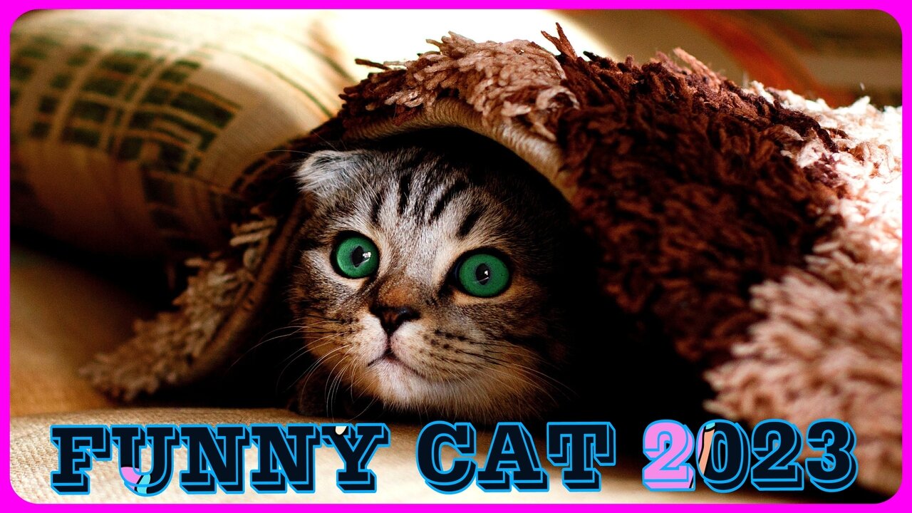 Funny cat: This Was Unexpected!! - WATCH!!!