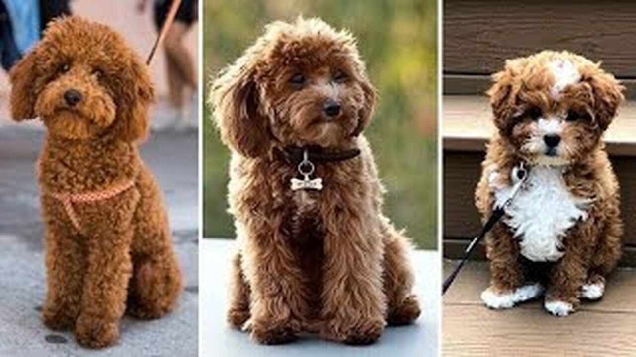 Funniest dog's 🐕2023 funny dogs video