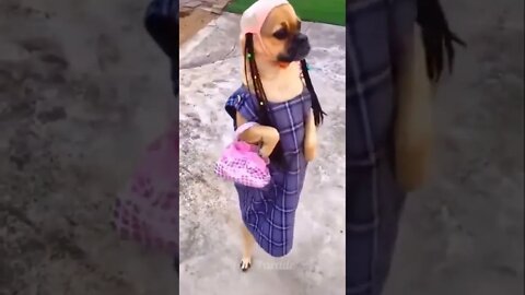 try not to laugh #shorts