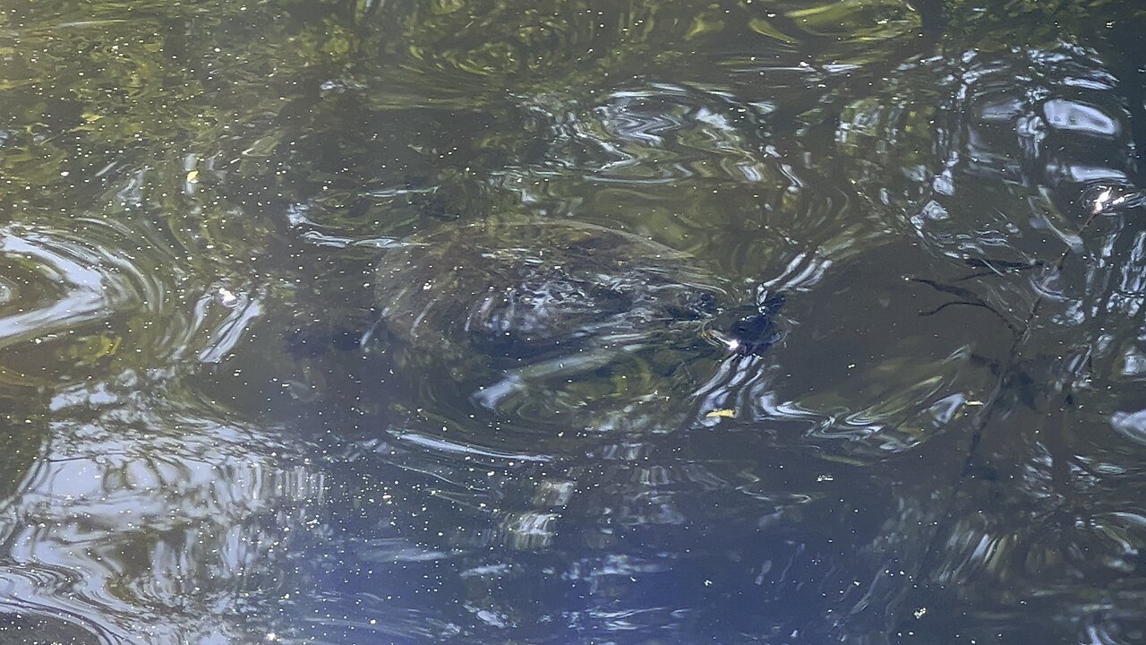 Beautiful turtle at the James Gardens pond