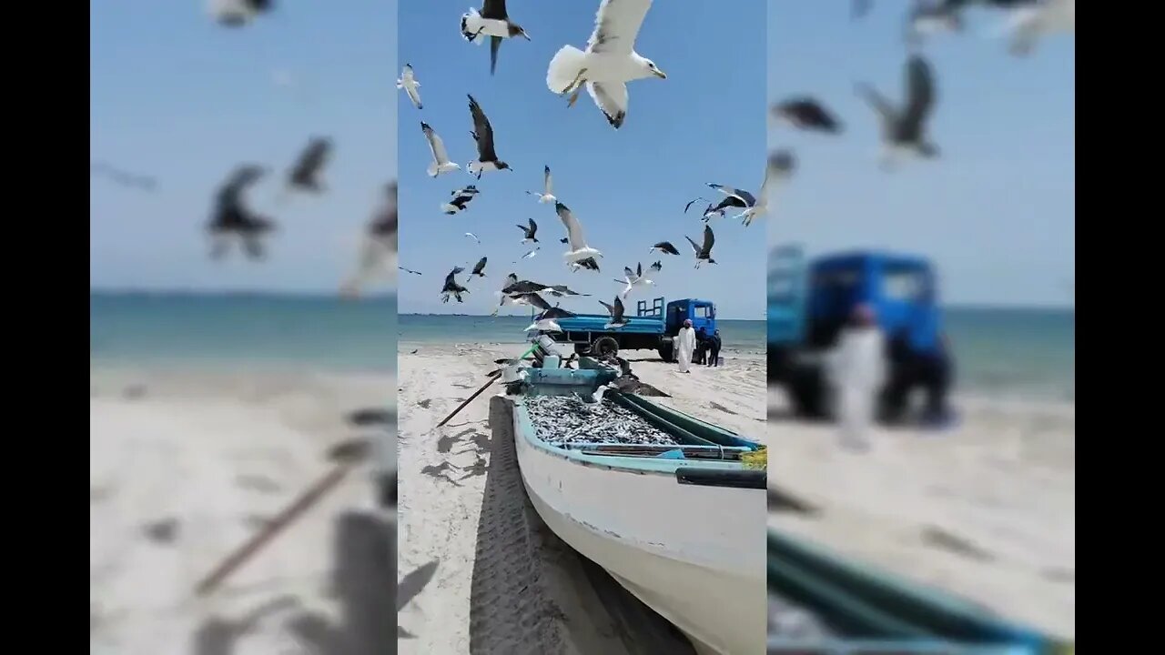 pássaros alegram nossas manhãm todos os dias .