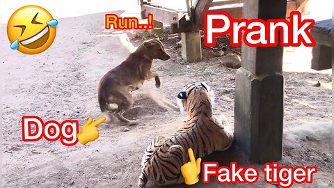 TROLL PRANK DOG FUNNY