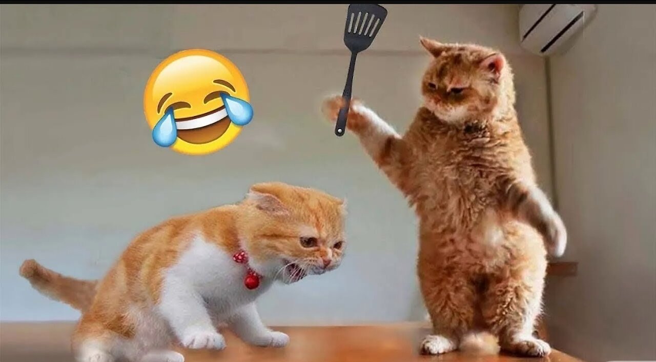 🔥Most Trending Animal Videos - Funniest Cats and Dogs😂