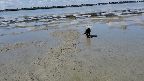 Lucy's first sandbar day