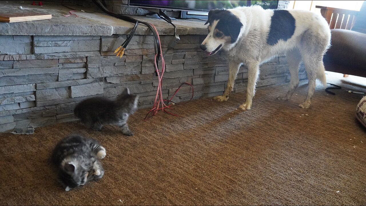 Enki Kitten & Enlil Kitten BATTLE As The Dog Watches!!!