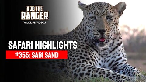 Safari Highlights #355: 03 - 06 August 2015 | Sabi Sand Nature Reserve | Latest Wildlife Sightings