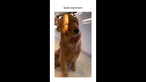 Dog funny video