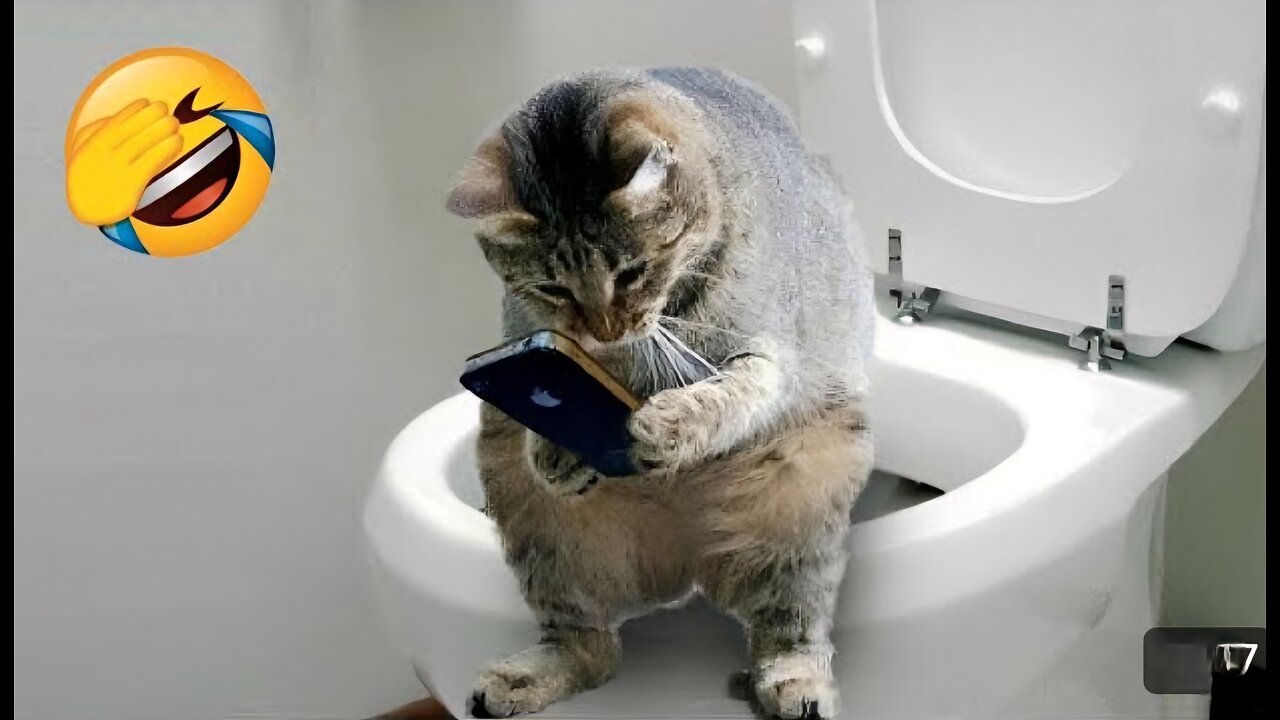 When you own a cat with an IQ 200 🤣 Funniest Animals 🤣