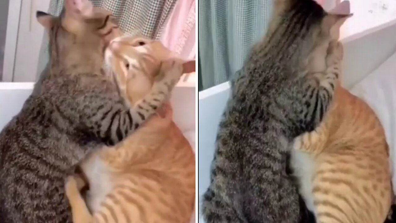 A cute cat is kissing another cute cat. What happened to the cat in home mode after that?