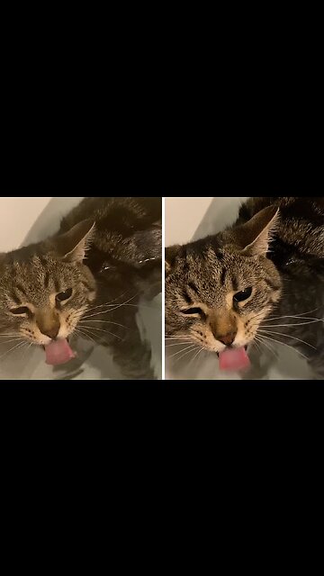 Cat Drinks Water While Fully Submerged In Bathtub