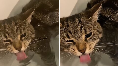 Cat Drinks Water While Fully Submerged In Bathtub