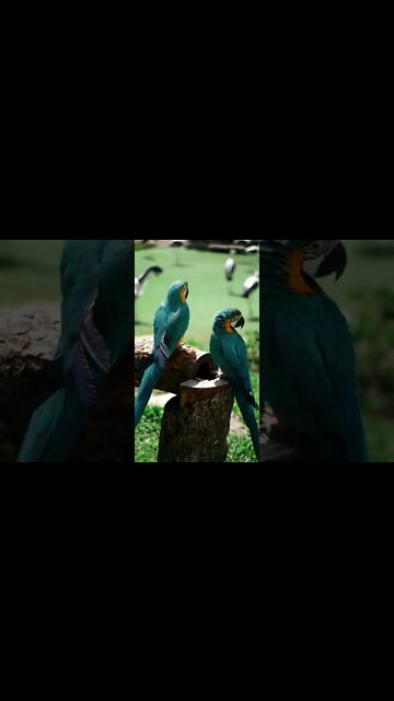 ANIMAIS MAIS FOFO DA INTERNET PARROT PAPAGAIO #perderpeso #emagrecercomsaude #shorts