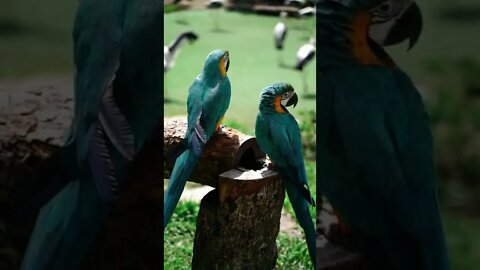ANIMAIS MAIS FOFO DA INTERNET PARROT PAPAGAIO #perderpeso #emagrecercomsaude #shorts