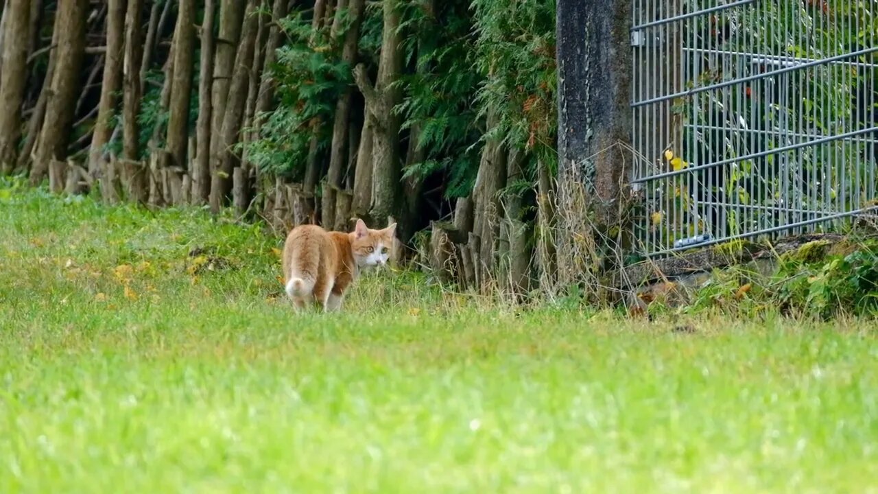 Beautiful Cat