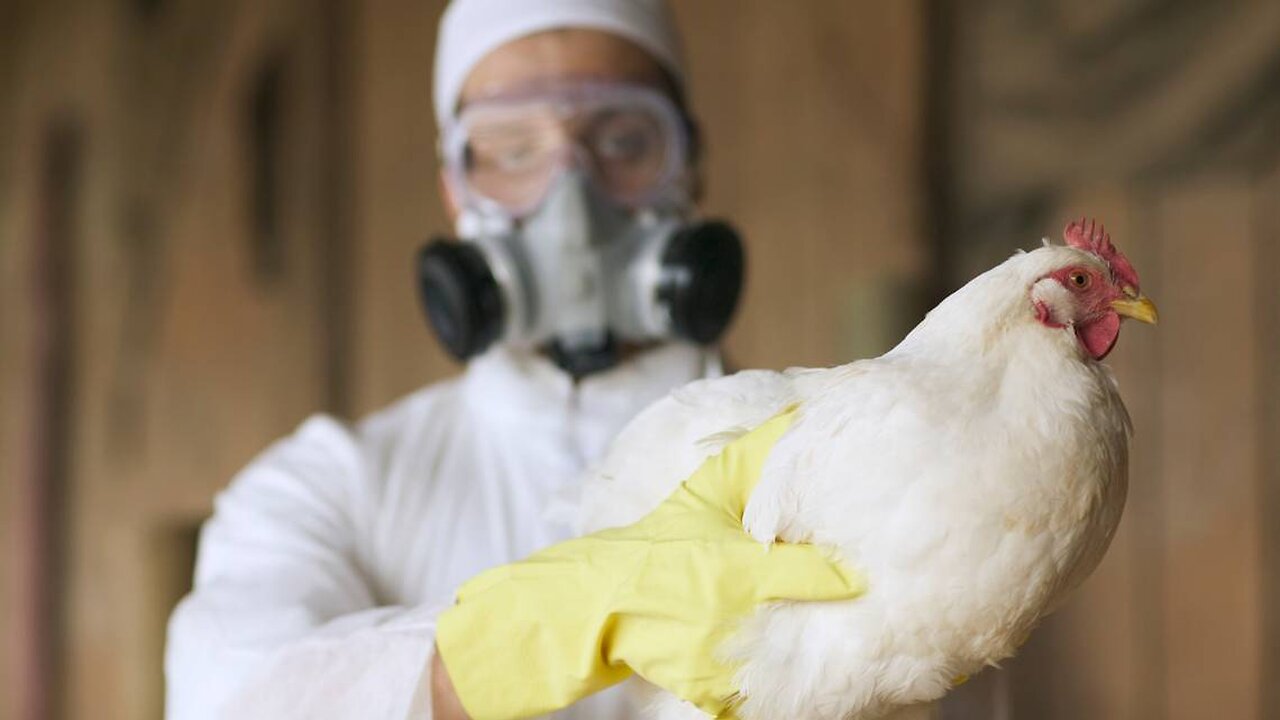 NWO: Fake bird flu plannedemic will soon be announced & poisonous vaccines will be mandatory