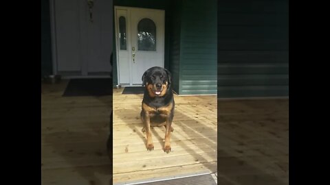 Rottweilers Dangerous Breed? No They Are The Best Family Dog! #Shorts #rottweiler 💖