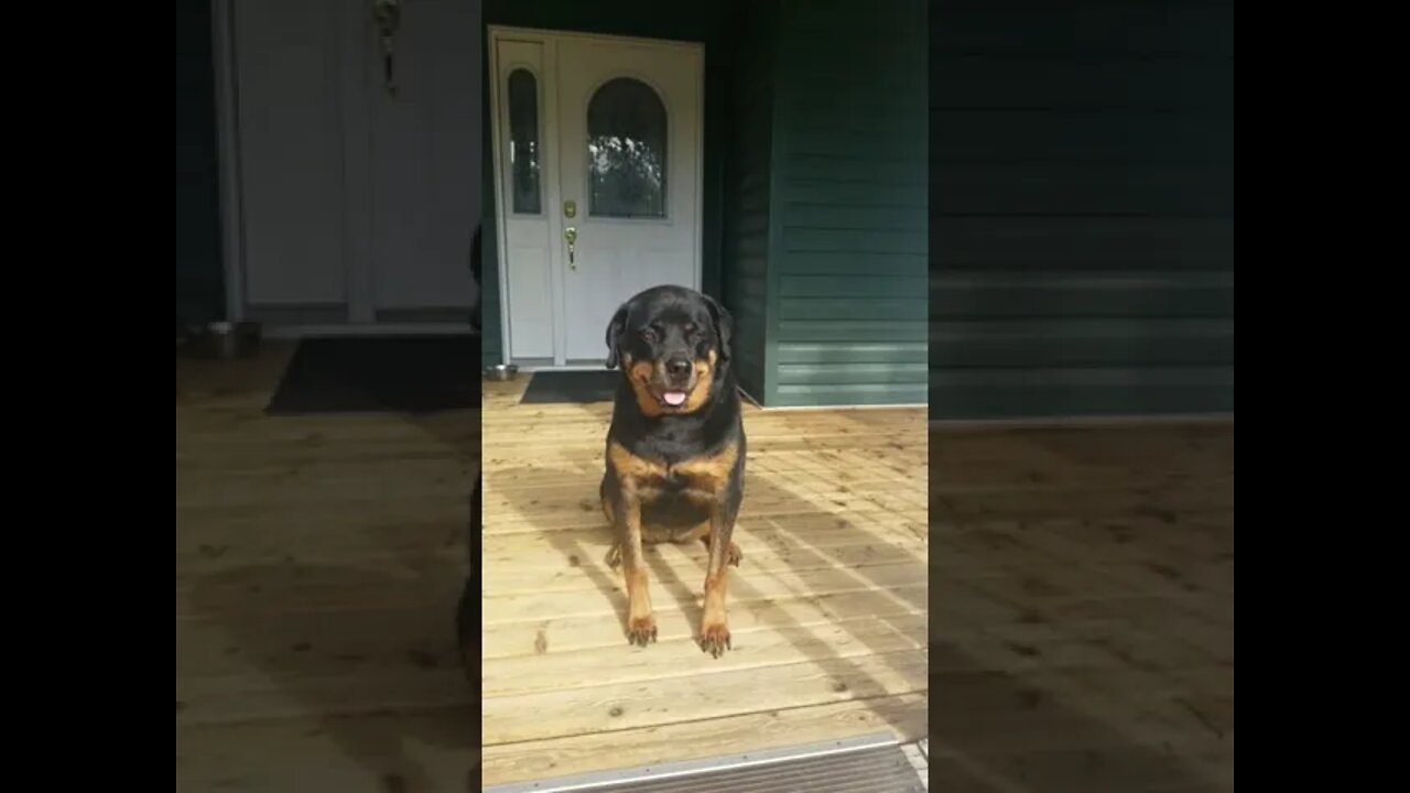 Rottweilers Dangerous Breed? No They Are The Best Family Dog! #Shorts #rottweiler 💖