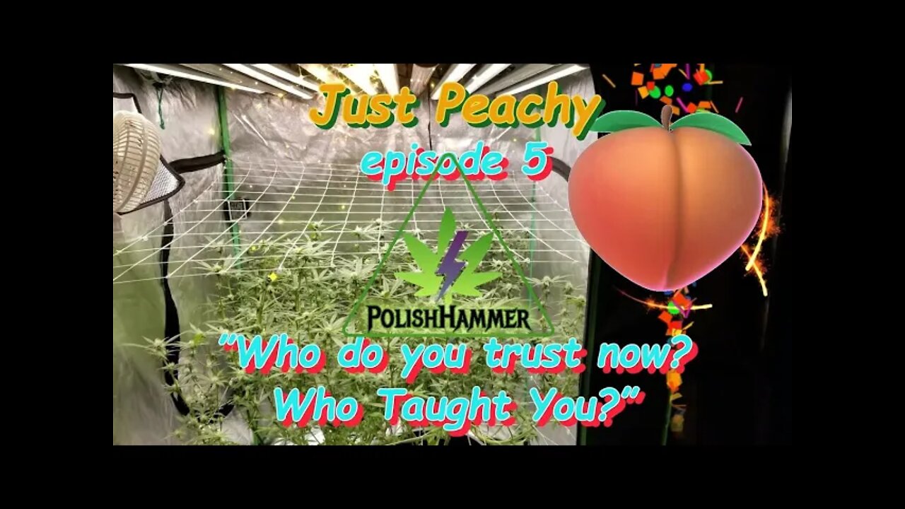 Just Peachy Ep.5 "Who Do You Trust? Who Taught You?" #Phenohunt #SouthBayGenetics 🍑🍍☀😎🔨 Day 21