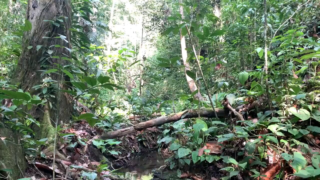 bucephalandras en su habita de borneo