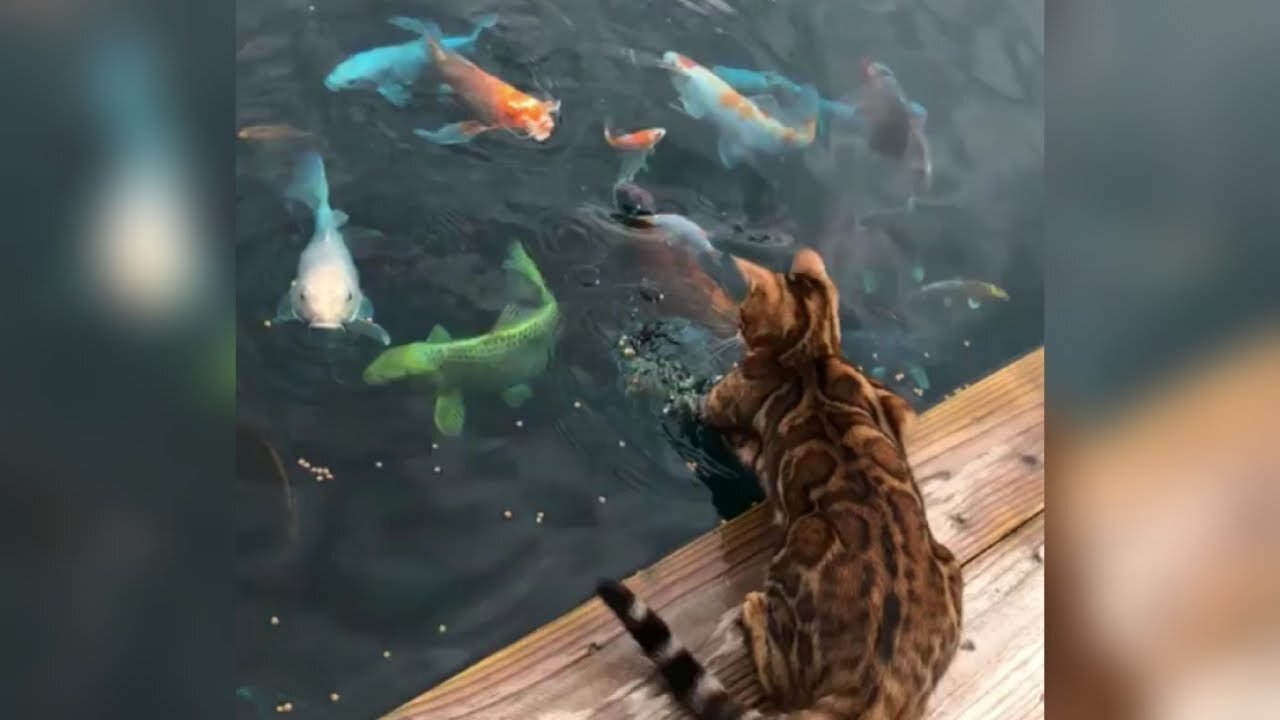 Fish VS Cats