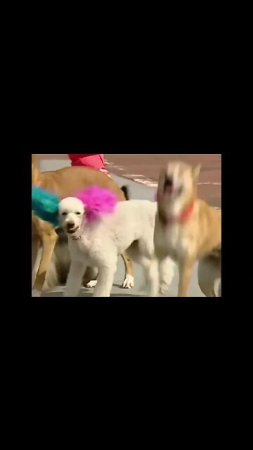 These Amazing Dogs Wrote their names in Guinness Book of World Records! #viral #shorts #foryou