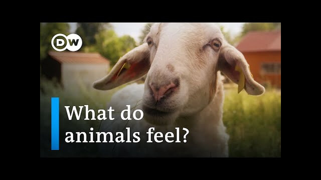 Ethics and meat consumption | DW Documentary