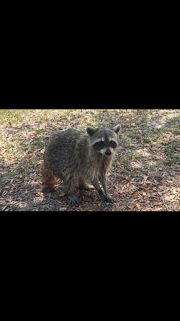 Dirty Raccoons Visiting our RV and Ask for Food