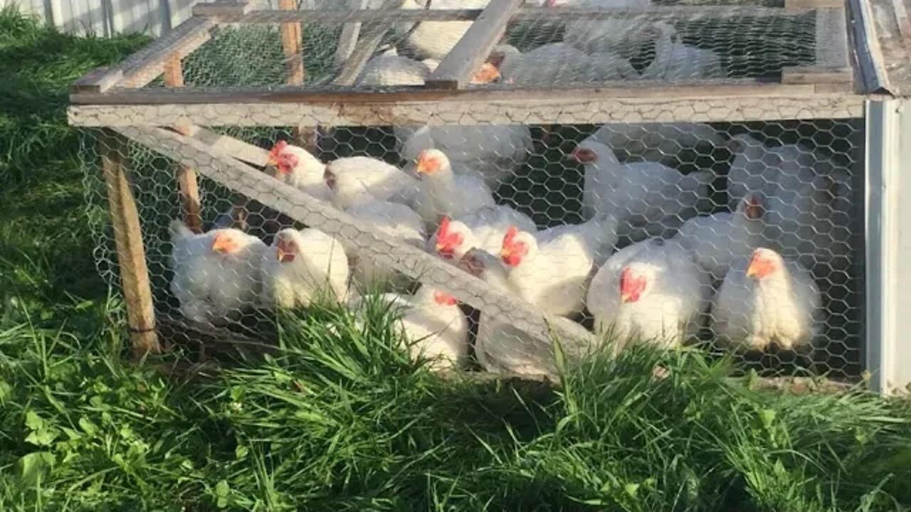 8 WEEK OLD CHICKENS: Update