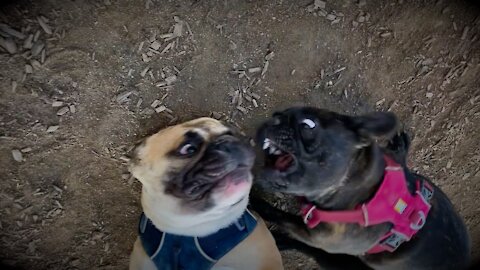 Turbeau, Aurora And Bulldog Puppy Playing