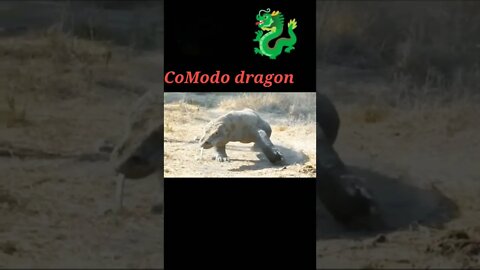 Komodo dragon 2022 #shorts #youtubeshorts #shortvideo