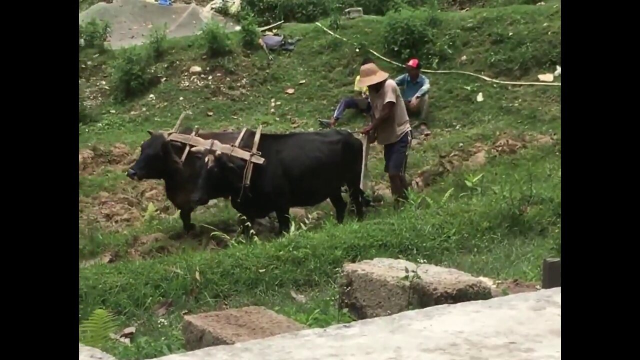 ploughing field in nepal