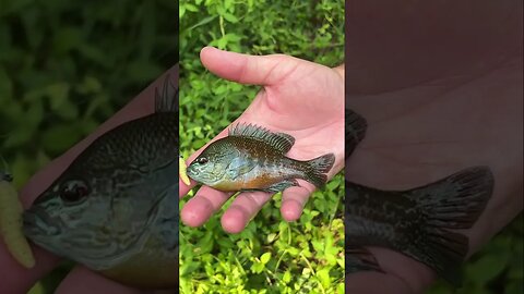 Small Longear on our new Wax Worm caught in a small local creek. #fishing #panfish #creekfishing